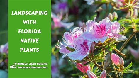 Daniel’s-Lawn-Service-Blog-Landscaping-with-Florida-Native-Plants – Welcome to Daniel's Lawn ...