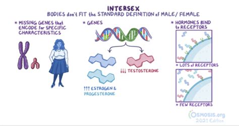 Psychology Chapter 10 Sexuality And Gender Flashcards Quizlet