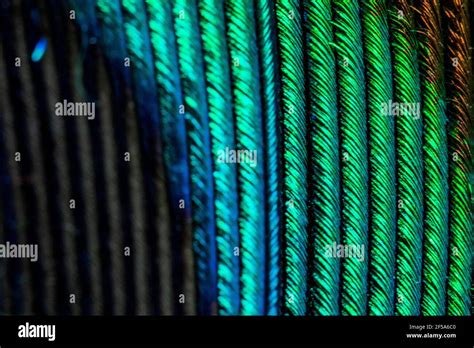 Macro Shots Of A Peacock Feather Stock Photo Alamy