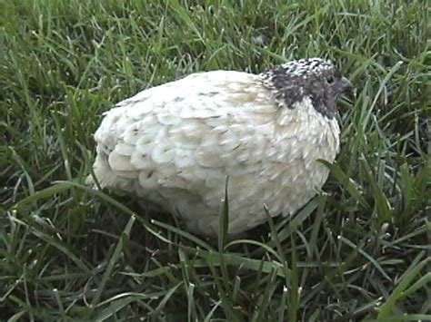 HATCH FARMS: Miniature Cattle, Button & Corturnix Quail, Porcupine