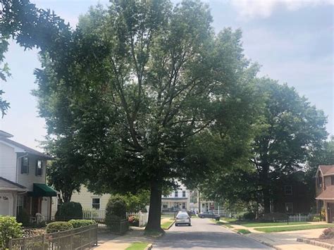 Sunbury Officials Shade Tree Commission Must Approve Tree Removal On