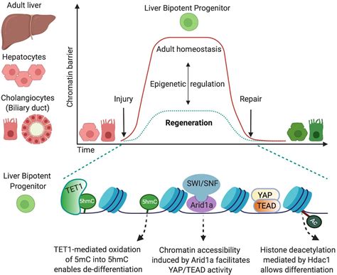 frontiers epigenetic regulation  cell fate   determine