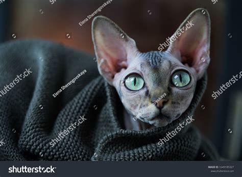 Naked Kitten Images Stock Photos Vectors Shutterstock