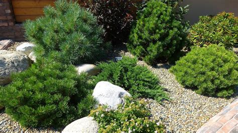 Горная Сосна В Ландшафтном Дизайне Сада Лучшая Фото Подборка