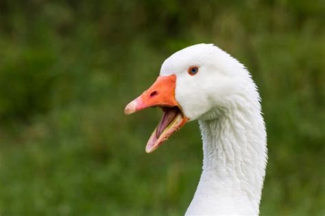 Do Geese Have Teeth on Their Tongues? - Online Field Guide