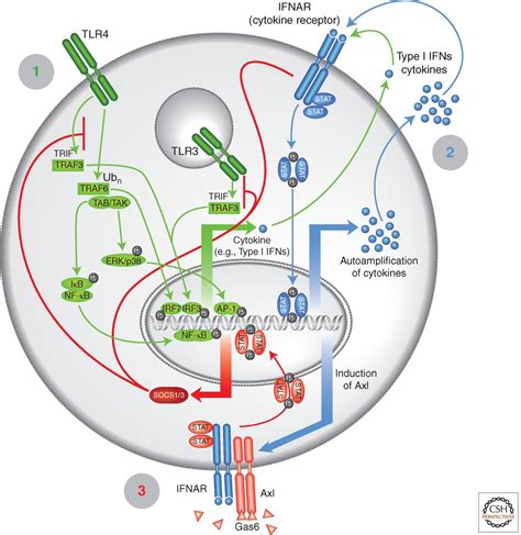 Biology Of The Tam Receptors