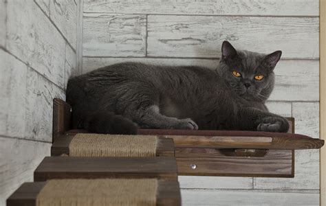Для любимых котов и кошечек