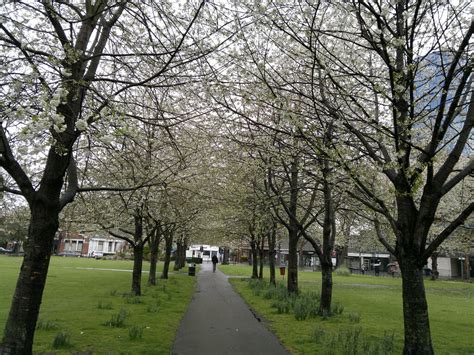 9th April 2012 Blossom Trees Turnham Green Chiswick London Flickr