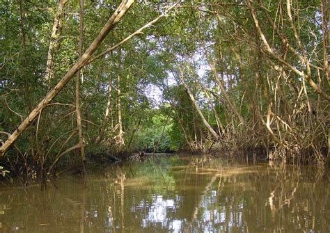 O Que É Marajo - O que conhecer no Marajó – Amazon Star Turismo – Ecoturismo na Amazonia