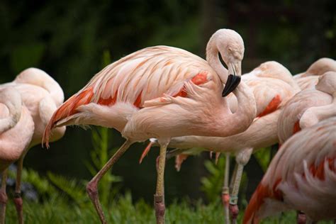 Why Are Flamingos Pink Parade Pets