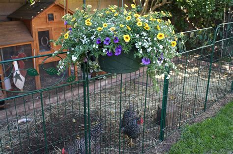 Sunny Simple Life: The New Chicken Fence