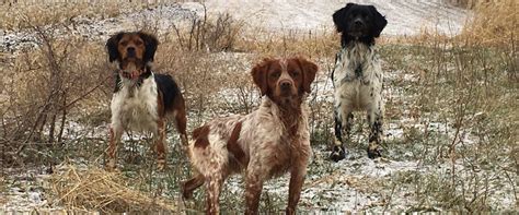 L'Escarbot Kennels | French Brittany Spaniel puppies, training ...