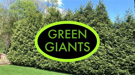 How Far Apart To Plant Thuja Green Giant Arborvitae Youtube