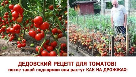 Томат Марьина Роща Отзывы Фото — Фото Картинки