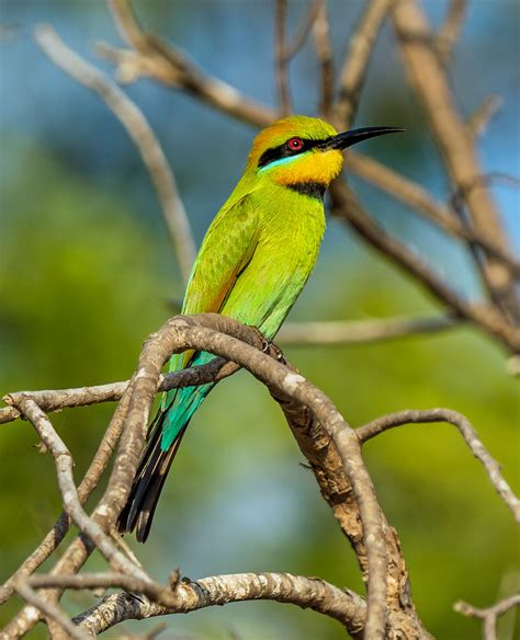 Rainbow Bee Eater Merops Ornatus Rapid Creek Darwin  Flickr