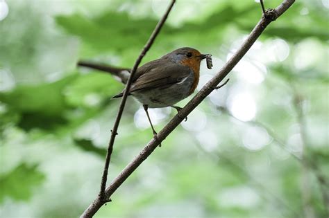 Robin Pássaro Animal Foto Gratuita No Pixabay Pixabay