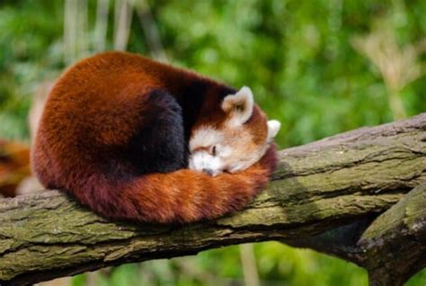13 Amazing Animals With Ringed Tails With Pictures Earth Eclipse