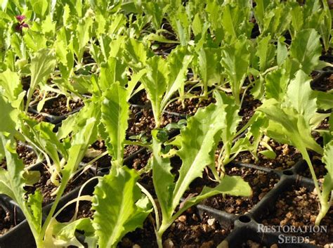 Crisp Mint Lettuce Organic Restoration Seeds