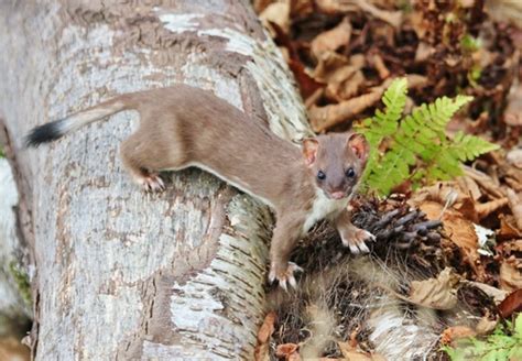 American Stoat Mammals Of Wisconsin · Inaturalist