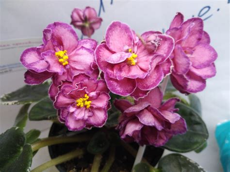 Фиалка Малинки