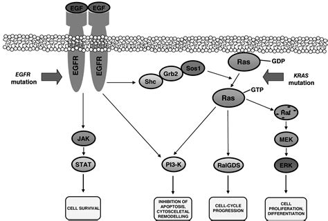 Multiplicity Of Egfr And Kras Mutations In Non Small Cell Lung Cancer Nsclc Patients Treated