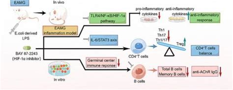 Targeting HIF 1α alleviates the inflammatory responses and rebuilds the