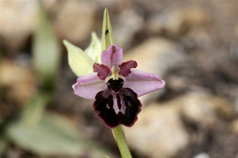 Ophrys Passionis Flores Silvestres De Aragón