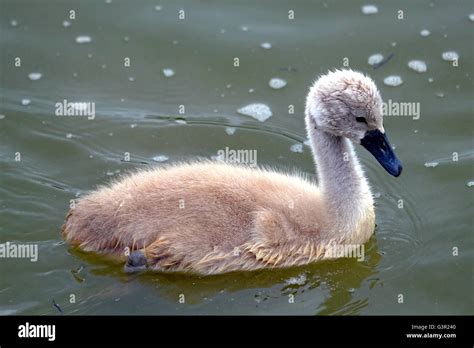 A Young Whooper Swan Cygnet An Ugly Duckling Stock Photo Alamy