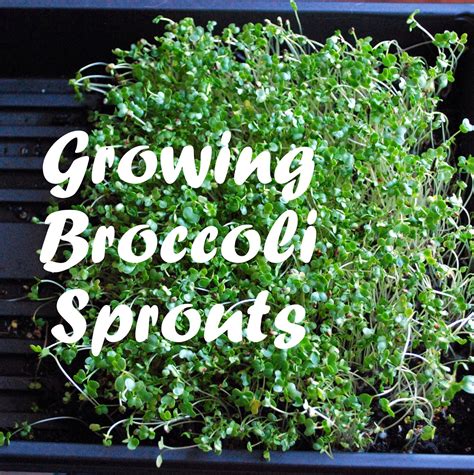 How to Grow Broccoli Sprouts Indoors - Oak Hill Homestead