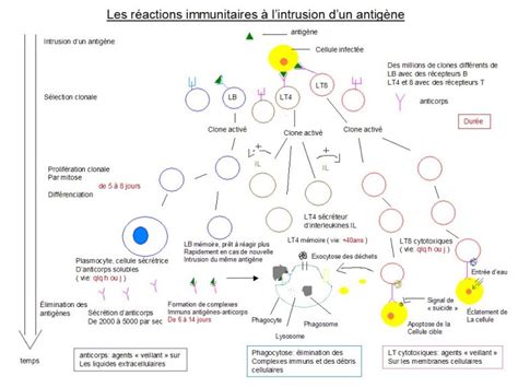 schacma systame immunitaire terminale