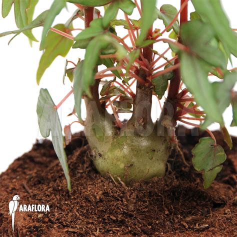 Araflora Exotic Flora And Mehr Begonia Partita