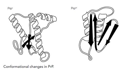 Prions and transmissible spongiform encephalopathies - Biology Ease