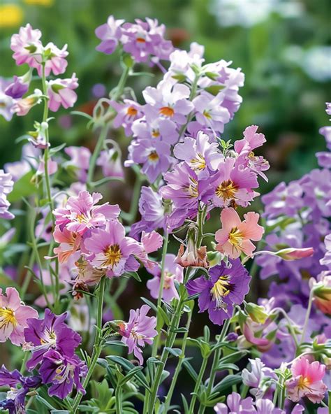 schizanthus seeds  colorful butterfly flowers  pots beds