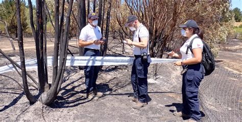 Alistan Equipo Especial Pdi Maule Para Investigar Incendios Forestales