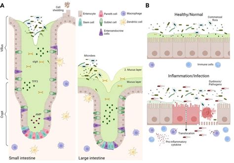 Intestinal Epithelial Barrier A Epithelial Cells Are Forming A Download Scientific Diagram