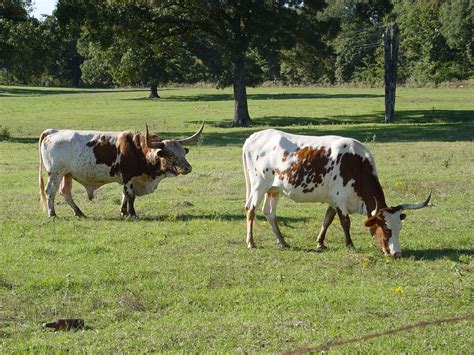 longhorns  photo  freeimages