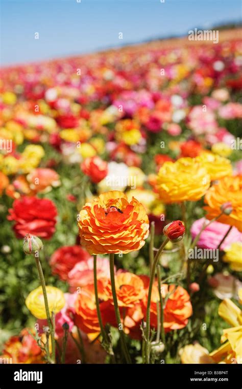 Ranunculus Flower Fields Carlsbad San Diego California Stock Photo