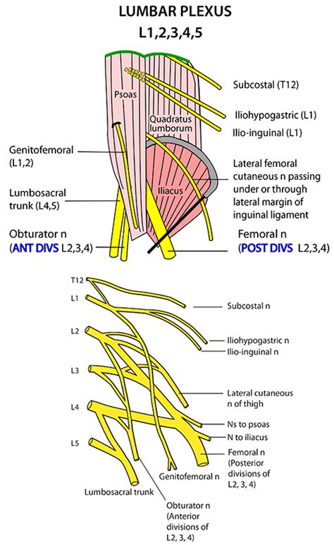 Instant Anatomy Abdomen Nerves Lumbar Plexus Topographical