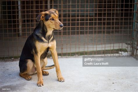 Half German Shepherd Puppy Sits In Dog Pound High Res Stock Photo