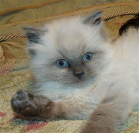 Exquisite Ragdoll Blue Point Kittens Available for Sale - catmags.com