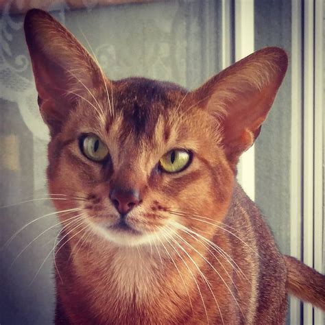 Фото абиссинской кошки (166 фотографий)