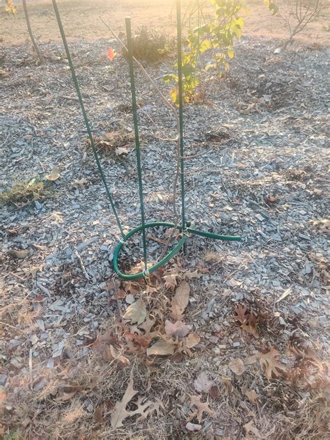 Pruning persimmons and figs - General Fruit Growing - Growing Fruit