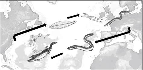 Eel Migration