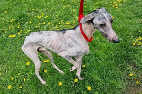 Skinniest Dog Described As Walking Skeleton Is Unrecognisable With