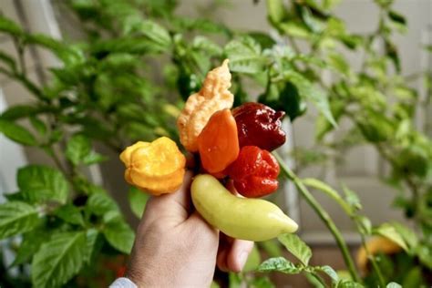 What Makes Peppers Spicy and How Can I Stop The Burn? - PepperGeek