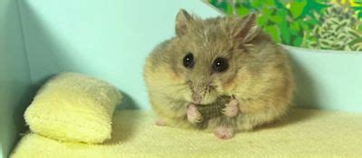 Search Hamster Video Of S Nude Salon