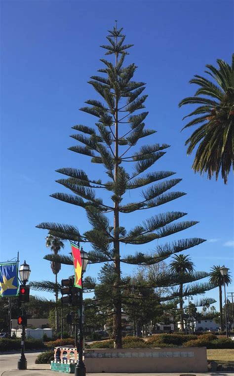 Growing A Norfolk Island Pine Tree For Christmas