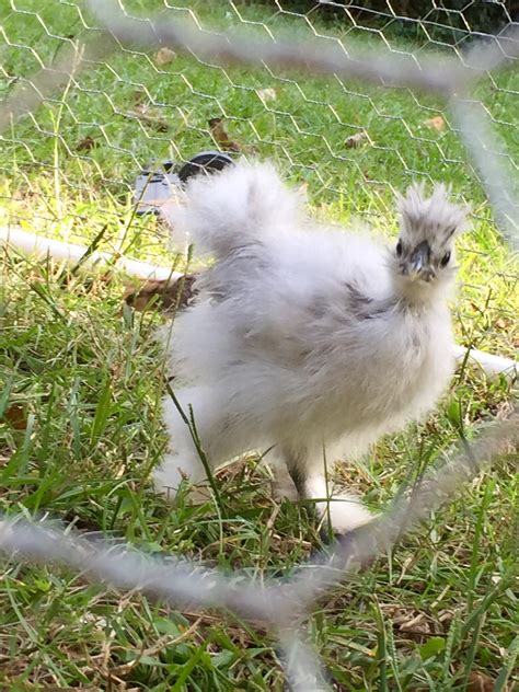 paint silkie chickens 2