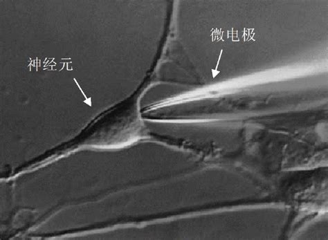 膜片钳电生理技术与实践