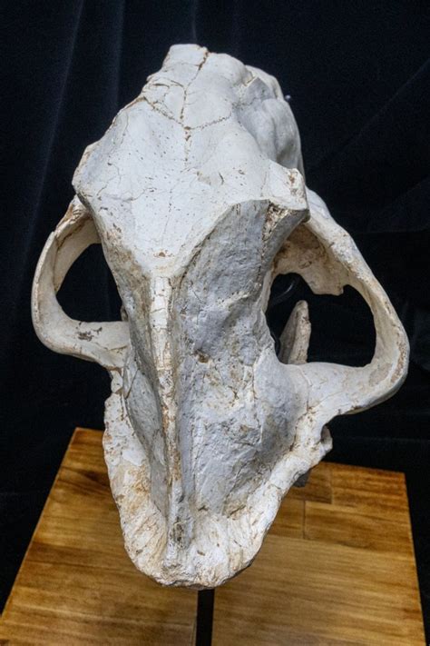 Fossil Skull Machairodus Saber Toothed Tiger 37 Cm 20 Cm